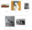 HG Underdog Individual Notecards - Click For Enlargement