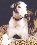 Angel's Strays Fund - Click For Enlargement