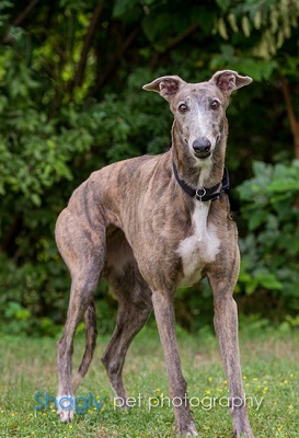 Greyhound blue sale brindle