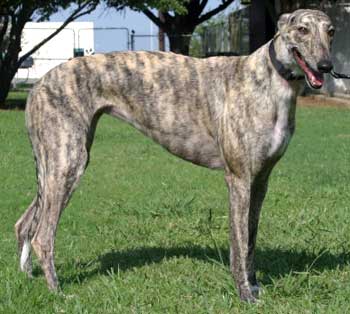 Light 2024 brindle greyhound