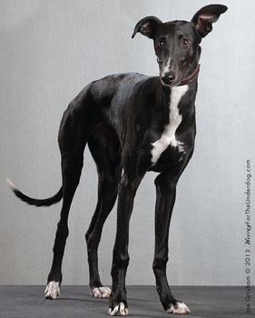 greyhound full grown