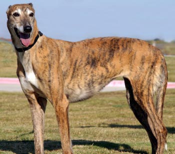 Red best sale brindle greyhound