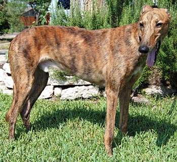 Red store brindle greyhound