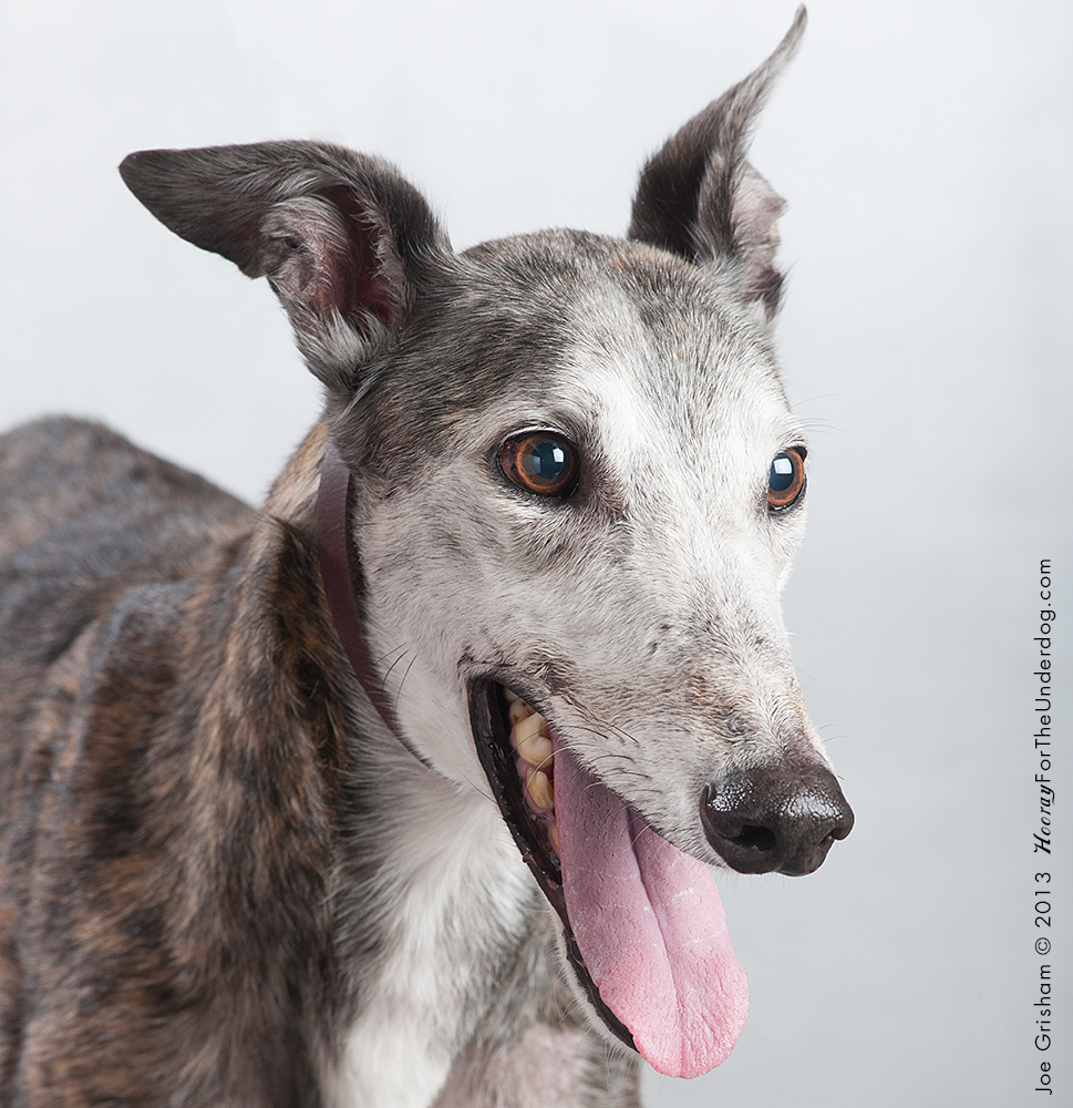 Greyhound Adoption League of Texas, Inc.