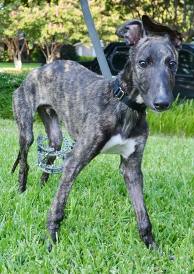 Brindle greyhound hot sale puppy