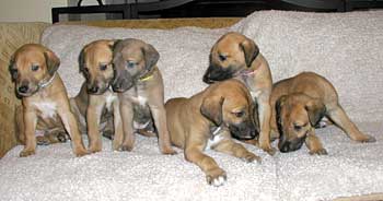 Racing sales greyhound puppies