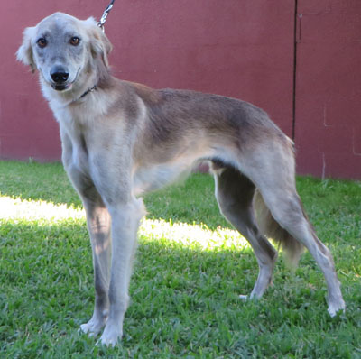 Greyhound best sale aussie mix