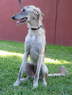 Greyhound best sale aussie mix