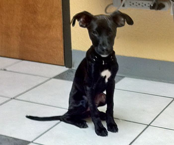 pitbull greyhound mix black