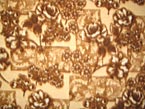 Sepia Roses