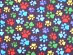 Colorful Paws