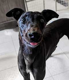 Muttley