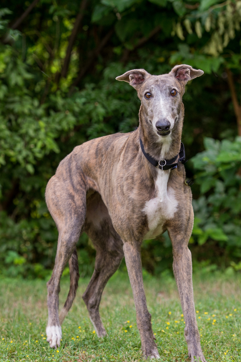 Greyhound sales pet adoption