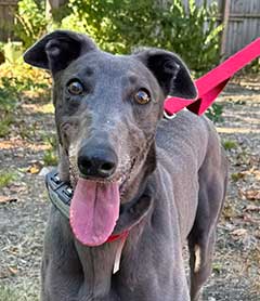 Trixie